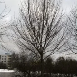 Canadian Red Maple Tree | Acer Rubrum -Plant Promotion Shop ORN0212 3