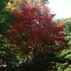 Canadian Red Maple Tree | Acer Rubrum -Plant Promotion Shop ORN0212 6