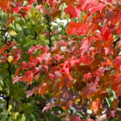 Canadian Red Maple Tree | Acer Rubrum 'Fairview Flame' -Plant Promotion Shop ORN0213 3