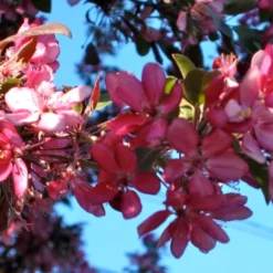 'Profusion Improved' Crabapple Tree | Malus Moerlandsii -Plant Promotion Shop ORN0216 3