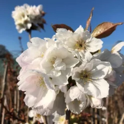 Fragrant Cloud' Cherry Blossom Tree | Prunus 'Matsumae-shizuka' -Plant Promotion Shop ORN0232 8