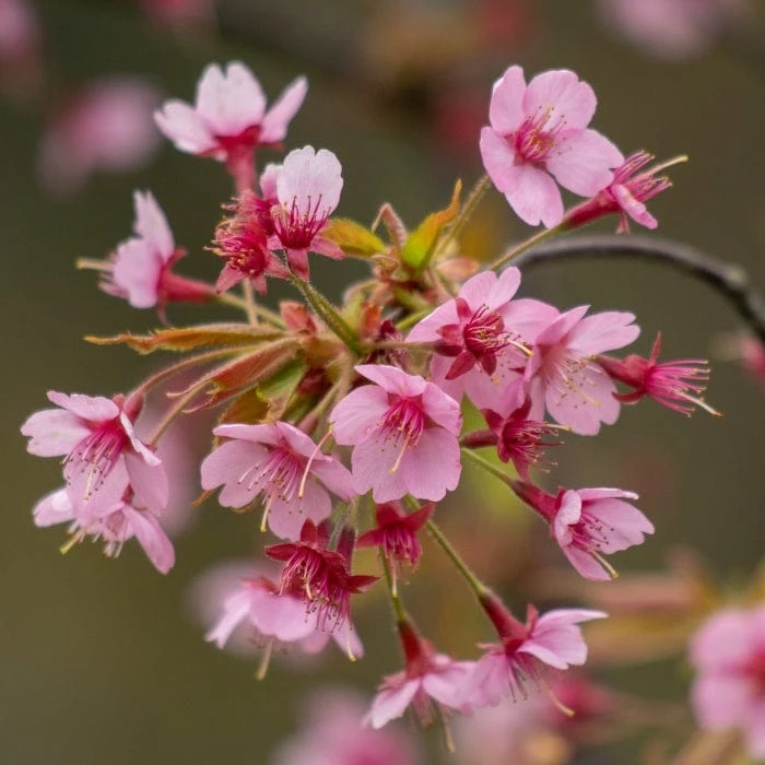 'Kursar' Dwarf Cherry Blossom Tree 1 'Kursar' Dwarf Cherry Blossom Tree