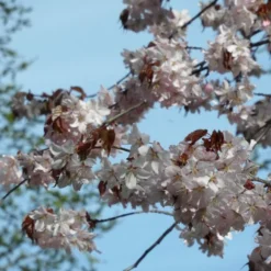Sargent's Cherry Blossom Tree | Prunus Sargentii -Plant Promotion Shop ORN0240 3