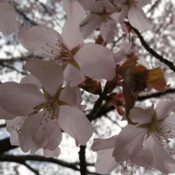 Sargent's Cherry Blossom Tree | Prunus Sargentii -Plant Promotion Shop ORN0240 4