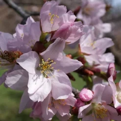 Sargent's Cherry Blossom Tree | Prunus Sargentii -Plant Promotion Shop ORN0240 5