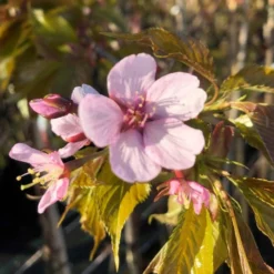 Sargent's Cherry Blossom Tree | Prunus Sargentii -Plant Promotion Shop ORN0240 8