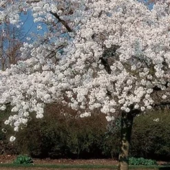 'Mount Fuji' Cherry Blossom Tree | Prunus Serrulata 'Shirotae' -Plant Promotion Shop ORN0242 8