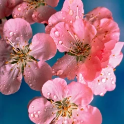 Early Flowering Cherry Blossom Tree | Prunus Persicoides 'Spring Glow'