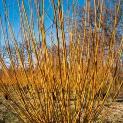 Scarlet Willow Tree | Salix Alba 'Chermesina' -Plant Promotion Shop ORN0258 3