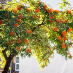 Copper Kettle' Rowan Tree | Sorbus 9 Copper Kettle' Rowan Tree | Sorbus -Plant Promotion Shop ORN0267 5 889ea2e8 fe4c 4c61 935d 4318cd394cbc