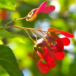 Tatarian Maple | Acer Tataricum 'Hotwings' 8 Tatarian Maple | Acer Tataricum 'Hotwings' -Plant Promotion Shop ORN0278 4 2885856e bb9a 4ef8 962b 93b0ddd73361