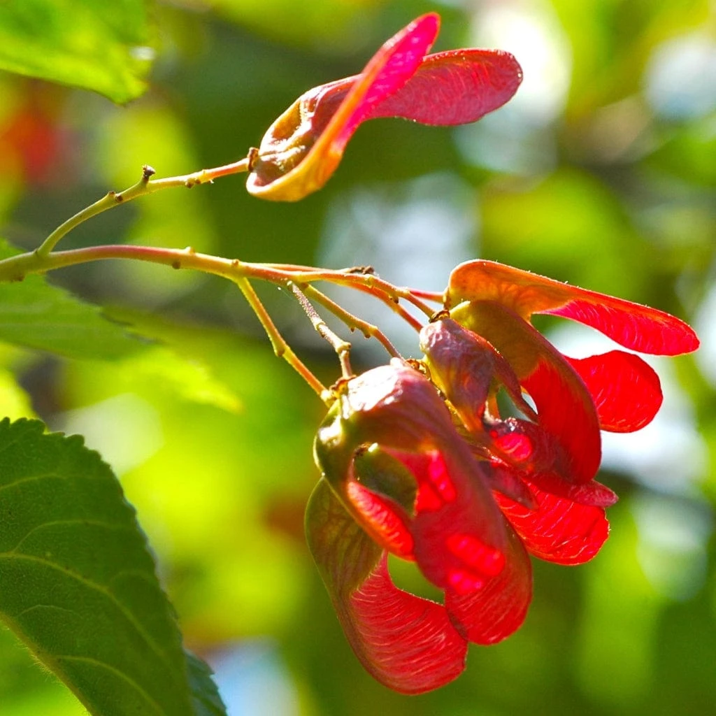 Tatarian Maple | Acer Tataricum 'Hotwings' 4 Tatarian Maple | Acer Tataricum 'Hotwings' - Image 4