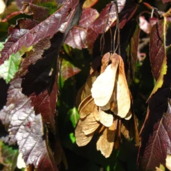 Tatarian Maple | Acer Tataricum 'Hotwings' 9 Tatarian Maple | Acer Tataricum 'Hotwings' -Plant Promotion Shop ORN0278 5 2f77771d bb4c 4416 bbc0 dc387bce8adc