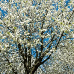 UK Native Wildlife-Friendly Cherry Blossom Tree | Prunus Avium -Plant Promotion Shop ORN0312 2