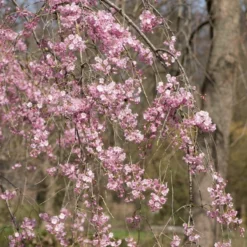 Pink Weeping Winter Flowering Cherry Tree | Prunus Subhirtella 'Pendula Rosea' -Plant Promotion Shop ORN0352 3