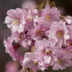 Pink Weeping Winter Flowering Cherry Tree | Prunus Subhirtella 'Pendula Rosea' -Plant Promotion Shop ORN0352 4