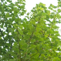 Canadian Red Maple Tree | Acer Rubrum 'Red Pointe' -Plant Promotion Shop ORN0385 4 7afe9936 2048 4b99 a359 2f747dcfb264