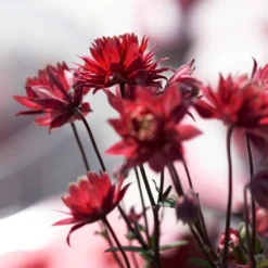 Aquilegia 'Bordeaux Barlow' -Plant Promotion Shop PB0026 3