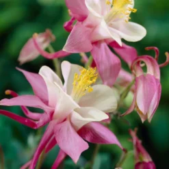 Aquilegia Spring Magic Collection -Plant Promotion Shop PB0032 1 afcf0cd6 ce97 4324 9435 9a2f658b7a55