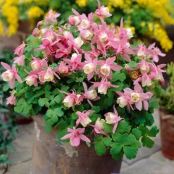 Aquilegia Spring Magic Collection -Plant Promotion Shop PB0032 2 0f6ceaad c0e4 4b74 9f36 ad355159297c
