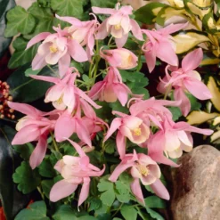 Aquilegia 'Spring Magic Rose & White' -Plant Promotion Shop PB0032 3