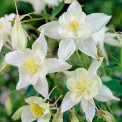 Aquilegia Spring Magic Collection -Plant Promotion Shop PB0034 1 e73c1e9b 8fd4 4fd7 baca 7854772b1df3