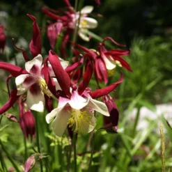 Plant Promotion Shop 19 Aquilegia 'William Guiness'