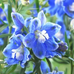 Delphinium Camelot Collection -Plant Promotion Shop PB0097 1 0cc41c15 4501 4368 a1a0 433f78f91dbb
