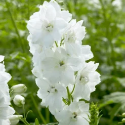 Delphinium Camelot Collection -Plant Promotion Shop PB0100 1 3499ced2 fb33 4bf3 a90d 3d319d2acdd2