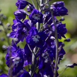 Delphinium Camelot Collection -Plant Promotion Shop PB0105 1 8c5b11e4 4bcd 4392 aef5 647e50e7f705