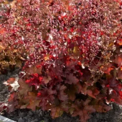 Heuchera 'Indian Summer Cranberry'