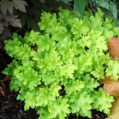 Heuchera 'Lime Marmalade' -Plant Promotion Shop PB0190 2
