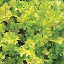 Heuchera 'Lime Marmalade' -Plant Promotion Shop PB0190 3