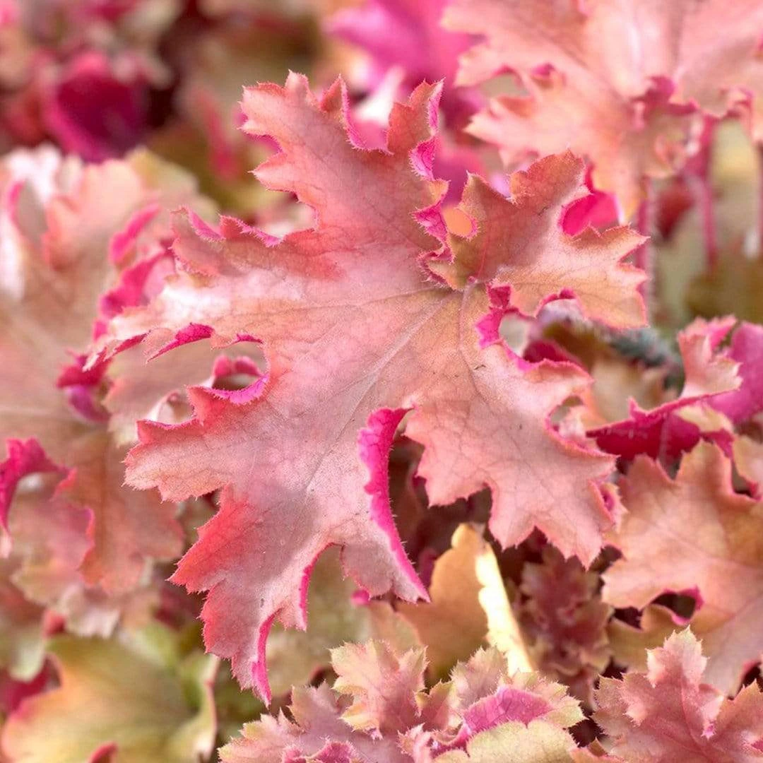 Heuchera 'Marmalade' 1 Heuchera 'Marmalade'