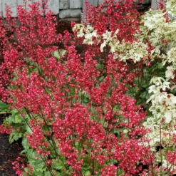 Heuchera 'Paris' -Plant Promotion Shop PB0192 4