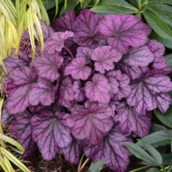Heuchera 'Wild Rose' 9 Heuchera 'Wild Rose' -Plant Promotion Shop PB0194 3