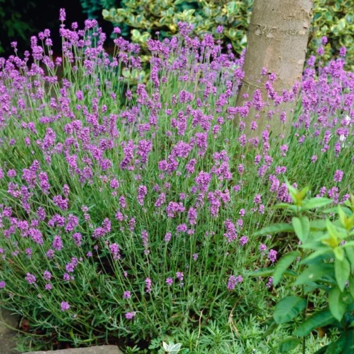 Lavender 'Hidcote Improved' -Plant Promotion Shop PB0206 1