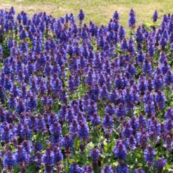 Salvia 'Blue Marvel' -Plant Promotion Shop PB0276 3
