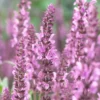 Salvia 'Fashionista Pretty In Pink'