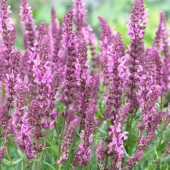 Salvia 'Fashionista Pretty In Pink' -Plant Promotion Shop PB0280 3