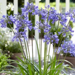 Stately Agapanthus Collection -Plant Promotion Shop PB0322 1 d489e9ce f2ce 4ad0 8fd2 48e0025b2d0d scaled