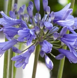 Agapanthus 'Ever Sapphire' 7 Agapanthus 'Ever Sapphire' -Plant Promotion Shop PB0322 2