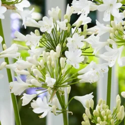 Agapanthus 'Ever White' 7 Agapanthus 'Ever White' -Plant Promotion Shop PB0323 1