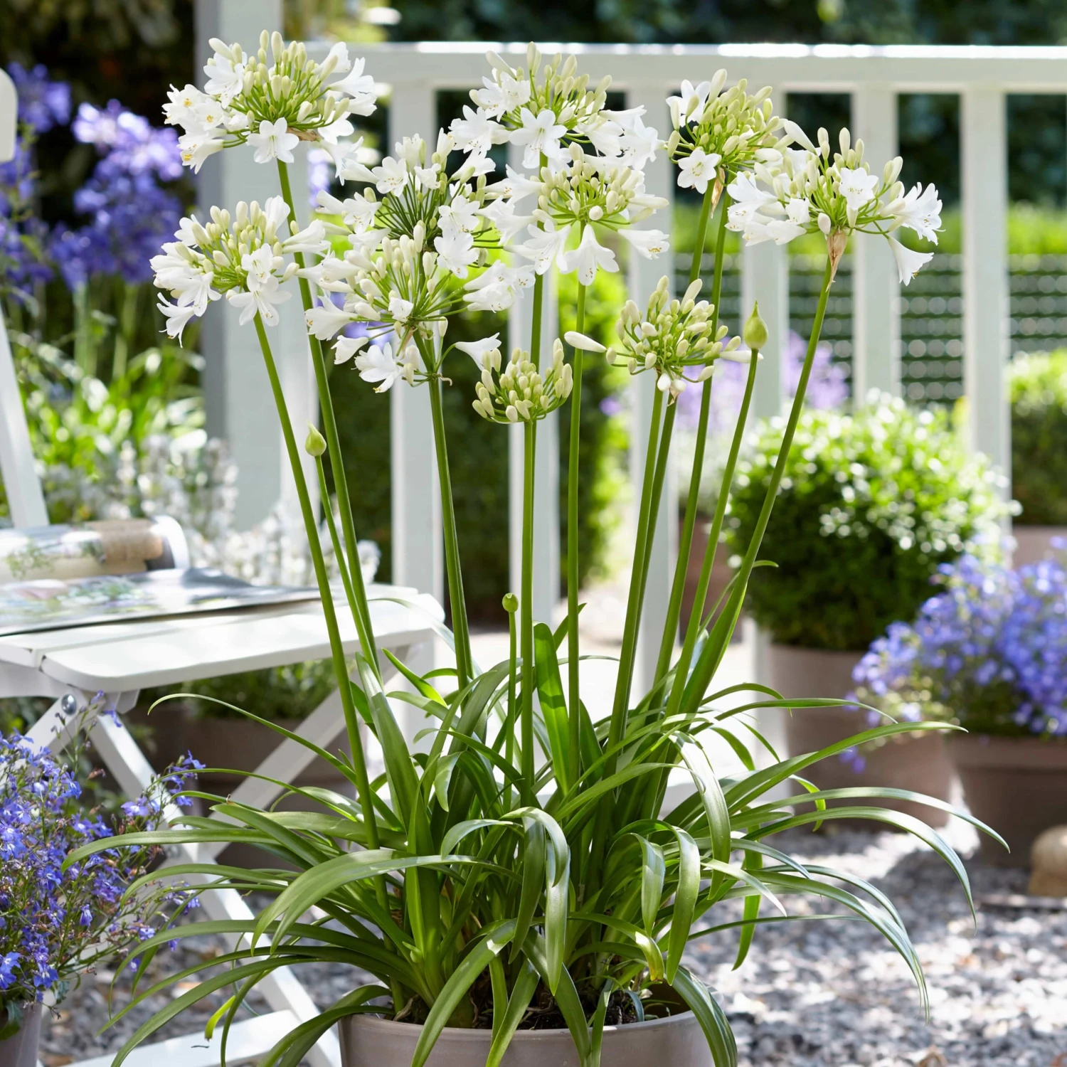 Agapanthus 'Ever White' 2 Agapanthus 'Ever White' - Image 2
