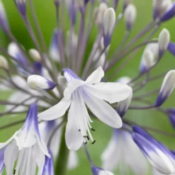Agapanthus 'Fireworks' 5 Agapanthus 'Fireworks' -Plant Promotion Shop PB0324 2