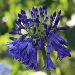 Agapanthus 'Royal Velvet' 7 Agapanthus 'Royal Velvet' -Plant Promotion Shop PB0326 2