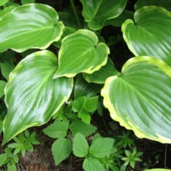Hosta 'Sugar & Spice' -Plant Promotion Shop PB0357 3