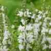Salvia 'Lyrical White'