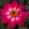 Dahlia 'Dahlegria Magenta Bicolour'