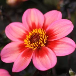 Dahlia 'Dahlegria Tricolore'
